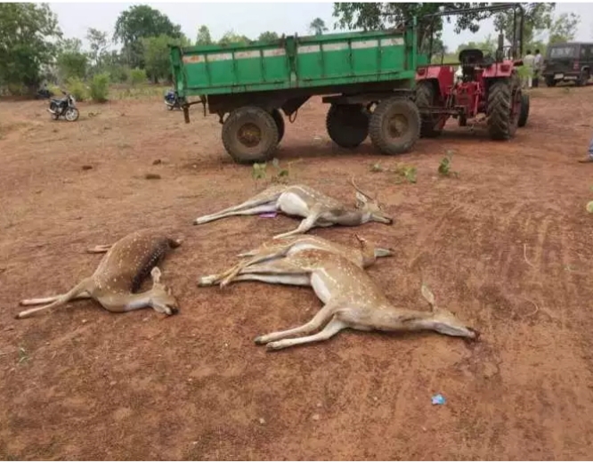केमीकल युक्त पानी पीने से बारह हिरणों की मौत,जाँच जारी-रायपुर-
