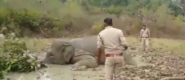 मादा हाथी की मौत के मामले में डीएफओ  निलंबित,अरविन्द तिवारी की रिपोर्ट-कोरबा-