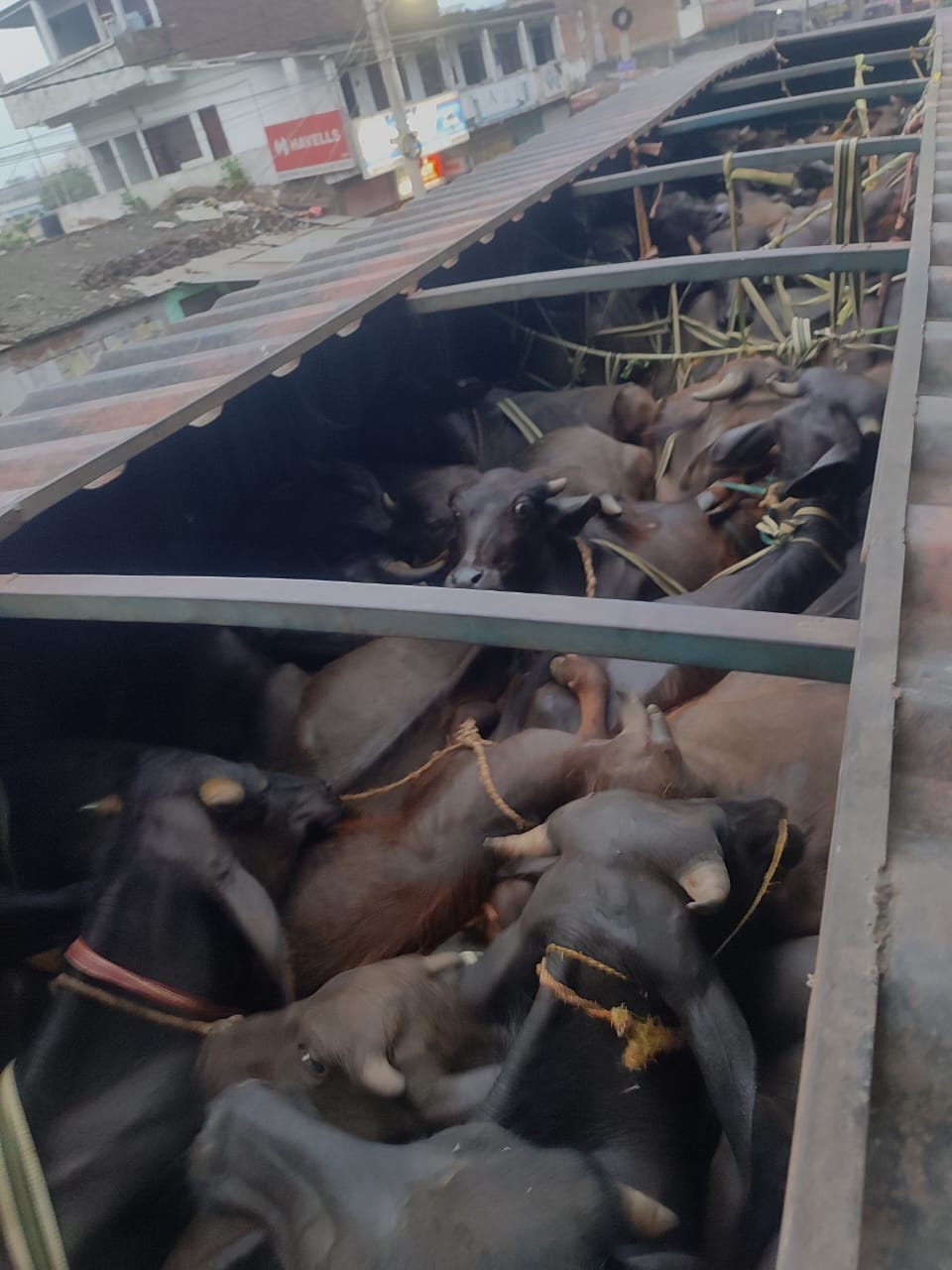 एसपीसीए कि टीम ने सैकड़ों पशुओं से लदा अवैध ट्रक पकड़ा — हाजीपुर